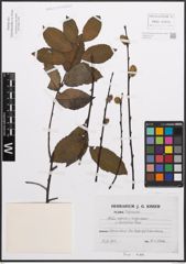 Foto von Salix caprea L. x Salix nigricans Sm.